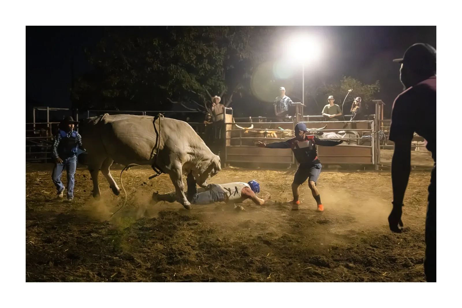 Bull Riding Practice Night — Bullfighter steps in for the fallen rider