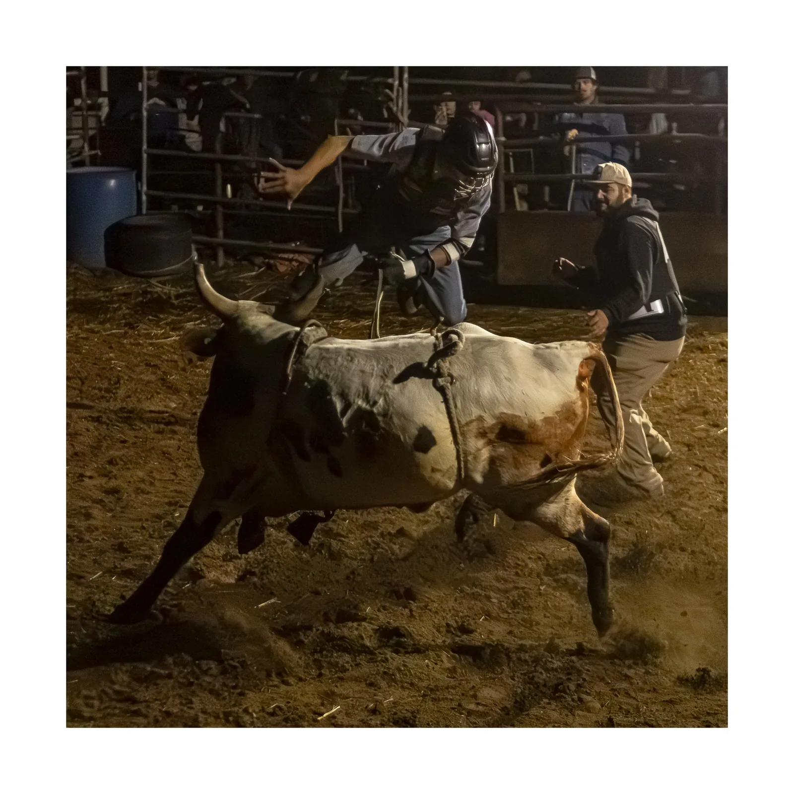 Bull Riding Practice Night — Bull bucking through the dirt