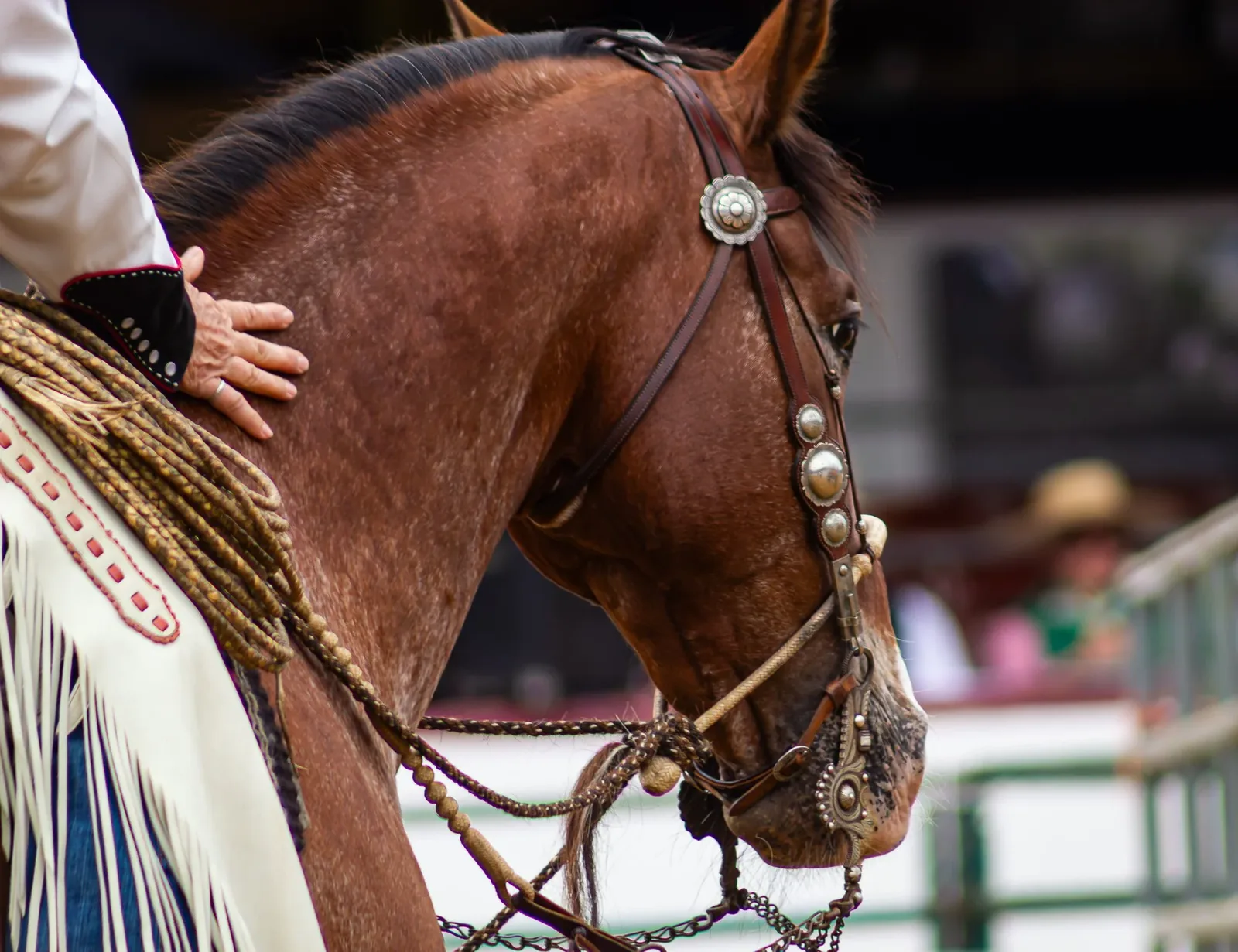 Working Horse & Horsemanship — Horse and silver bit