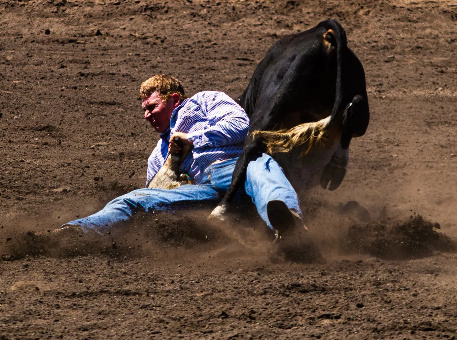 Working Horse & Horsemanship — Steer wrestling