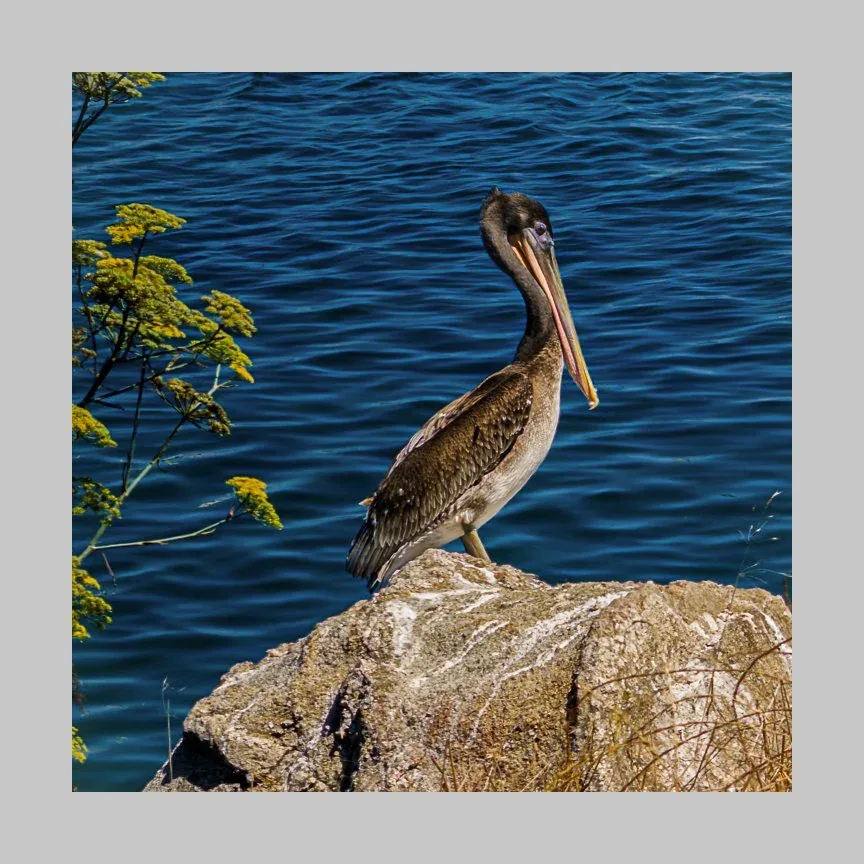 Kern County: Land & Wildlife — Pelican