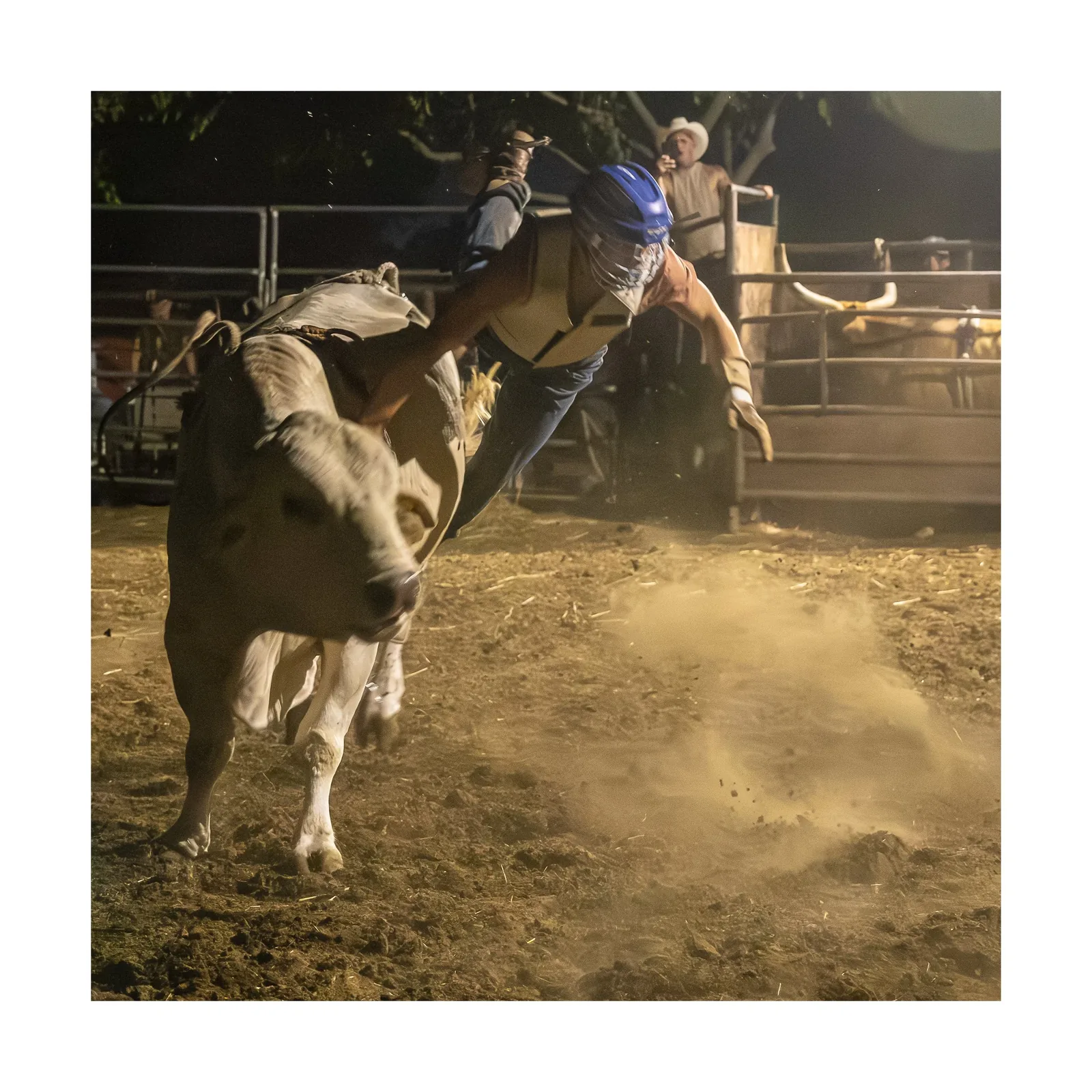 Bull Riding Practice Night — Rider thrown from the bull