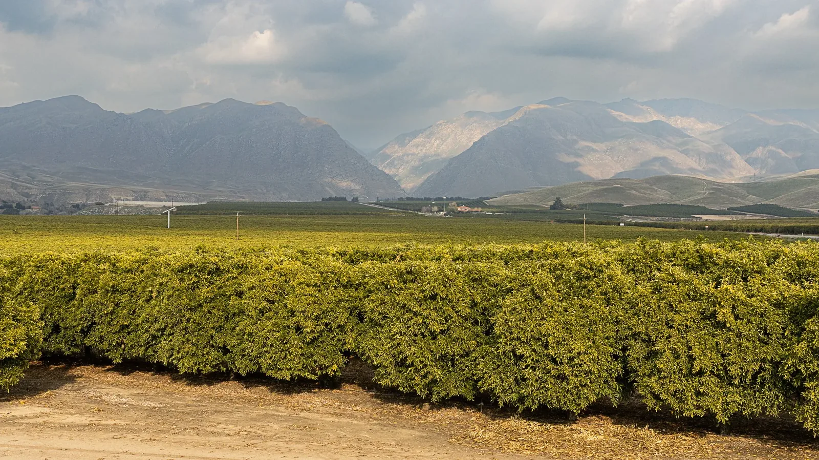 Kern County: Land & Wildlife — Citrus rows below the mountains