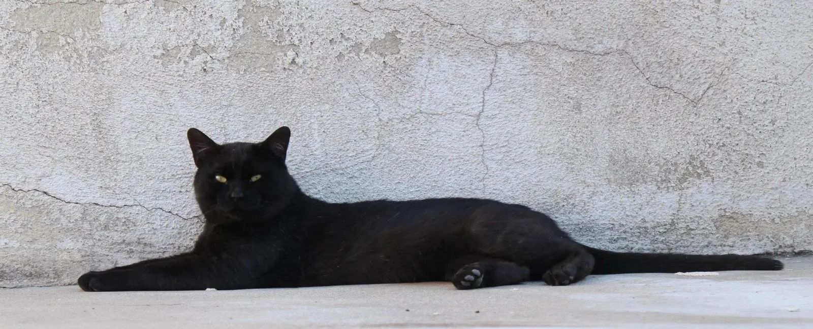Shadow, from “The Long Con”