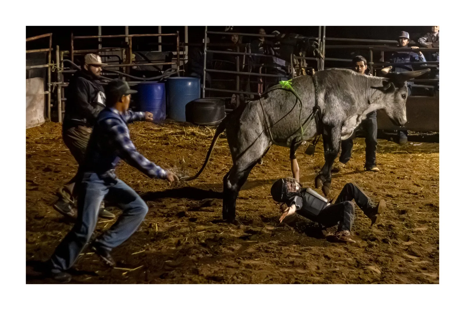 Bull Riding Practice Night — Rider down as the bull clears