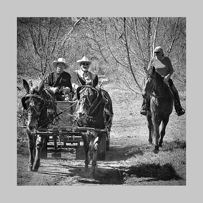 Working Horse & Horsemanship — Mule team and wagon