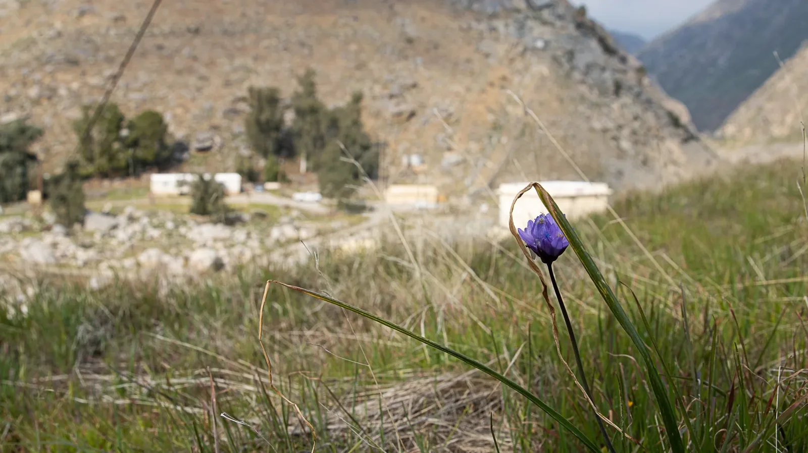 Kern County: Land & Wildlife — Wildflower in the foothills