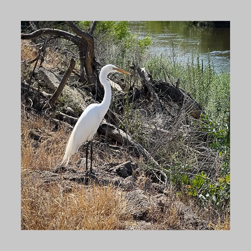 Kern County: Land & Wildlife — Egret