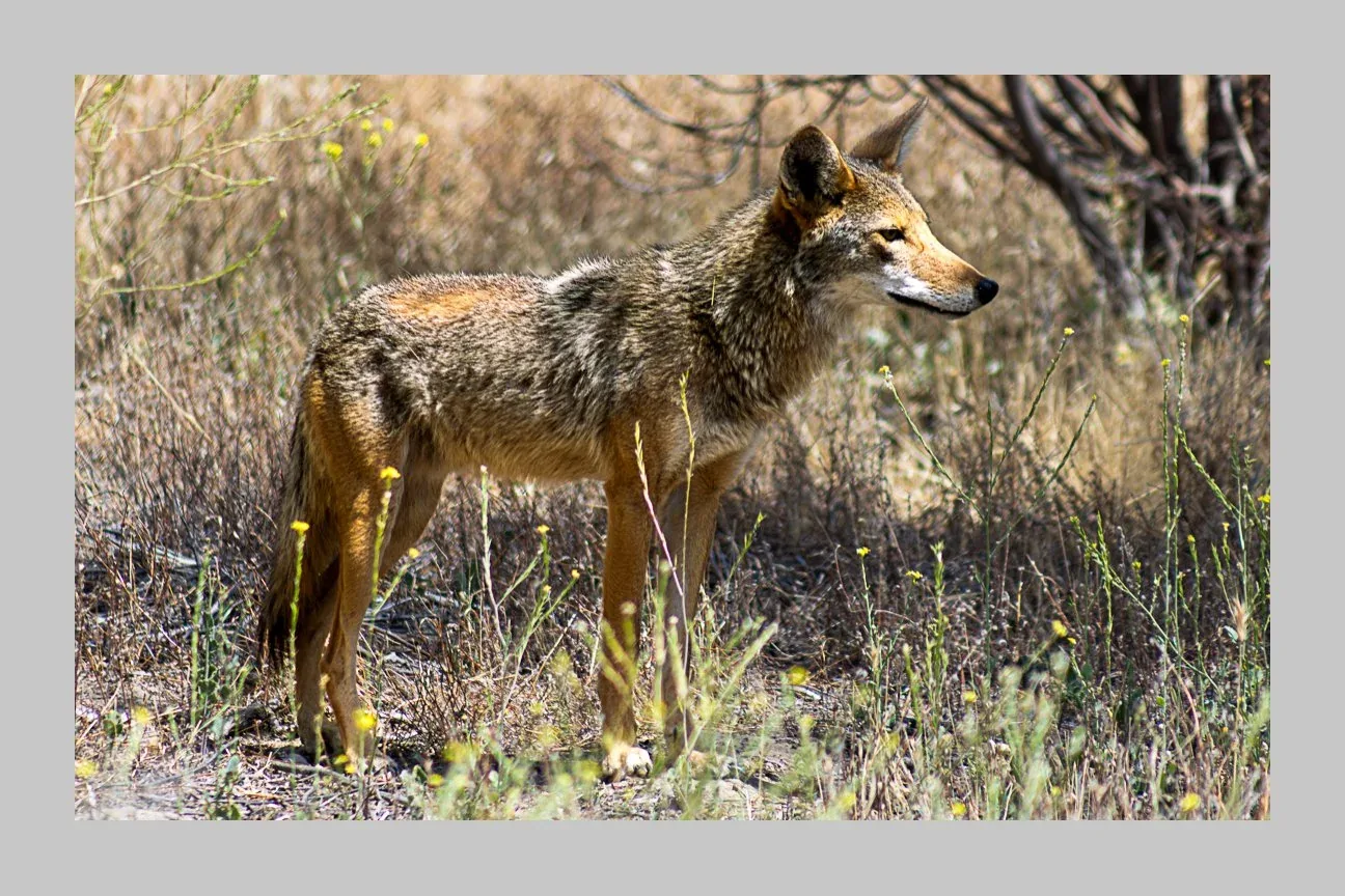 Kern County: Land & Wildlife — Coyote