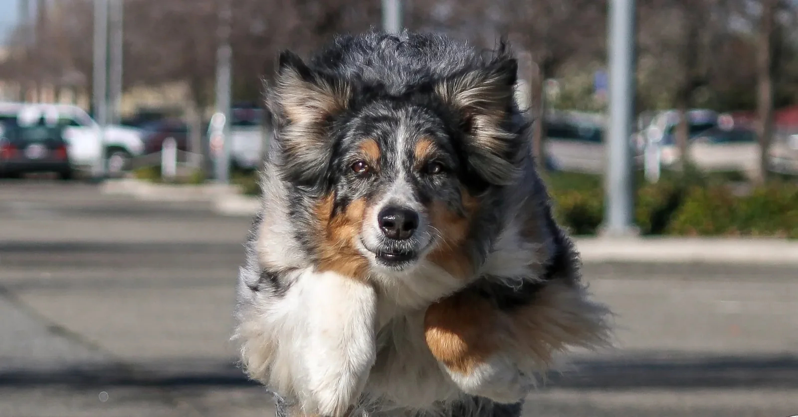 Portraits — Max, Australian Shepherd, mid-leap