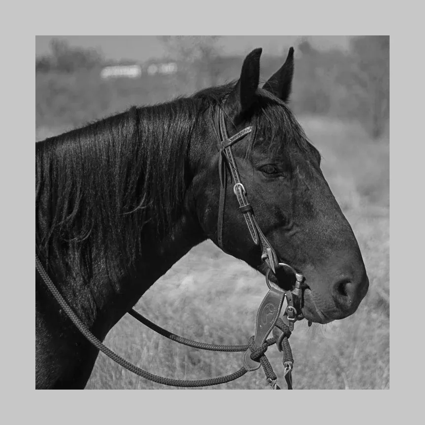 Working Horse & Horsemanship — Horse portrait