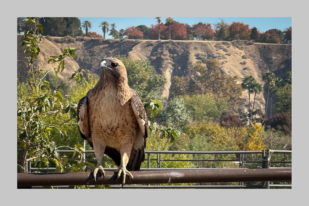 Kern County: Land & Wildlife — Hawk on a rail